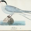 Fisktärna. (Sterna hirundo.).