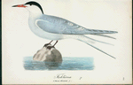 Fisktärna. (Sterna hirundo.).
