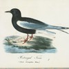 Hvitvingad terna. (Sterna leucoptera. temm.).