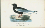 Hvitvingad terna. (Sterna leucoptera. temm.).