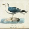 Fisl-måse. (Larus canus. lin.).