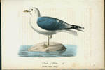 Fisl-måse. (Larus canus. lin.).