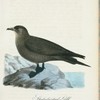 Spetsstjertad labb. (Lestris parasitica.) hona.