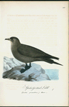 Spetsstjertad labb. (Lestris parasitica.) hona.