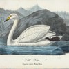 Vird Svan. (Cygnus musicus bechst.) hanne.