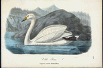 Vird Svan. (Cygnus musicus bechst.) hanne.