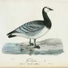 Fjällgäs. (Anser leucopsis.) hane.