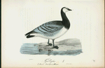 Fjällgäs. (Anser leucopsis.) hane.