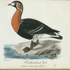 Rödgaksad gås. (Anser ruficollis pall.).