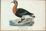 Rödgaksad gås. (Anser ruficollis pall.).