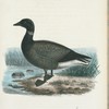 Prut=gås. (Anser torquatus mej.) hanne.