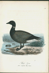 Prut=gås. (Anser torquatus mej.) hanne.