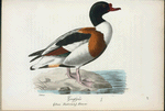 Grafgås. (Anas tadorna.) hanne.