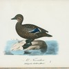 Al-Forrädare. (Fuligula stelleri.) hona.