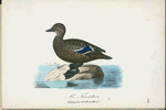 Al-Forrädare. (Fuligula stelleri.) hona.