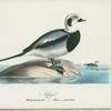 Alfogel. (Fuligula glacialis.) hanne i vinterdrägt.