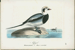Alfogel. (Fuligula glacialis.) hanne i vinterdrägt.
