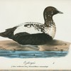 Ejdergås. (Anas mollissima linn.) garmmal hanne i sommardrägt.