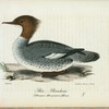 Stor=skraken. (Mergus merganser.) hona.