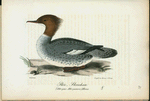 Stor=skraken. (Mergus merganser.) hona.