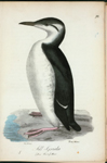 Sill=grisla. (Uria troilr.) hane.