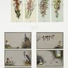 New Year and birthday cards depicting flowers ; Christmas cards depicting babies and animals.
