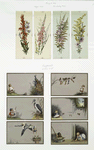 New Year and birthday cards depicting flowers ; Christmas cards depicting babies and animals.