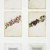 Valentines depicting flowers and clovers.
