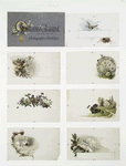 Galaxy Album : especially adapted for autographs and sketches album cards depicting birds and landscapes