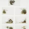 Galaxy Album especially adapted for autographs and sketches album cards depicting plants, landscapes, eggs, and children