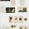 Album and trade cards depicting leaves, flowers, landscapes, and the American Centennial.