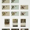 Birthday cards depicting birds, flowers, and food, including fruit, fish, and a turkey.