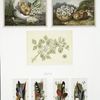 Easter cards depicting chicks, birds, feathers and an ornamental plant design.