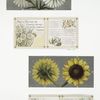 Birthday cards with decorative borders, depicting flowers and a bird