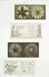 Birthday cards with decorative borders, depicting flowers, lily pads, clovers and the harvest.