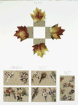 Christmas and New Year cards depicting flowers and fall foliage.