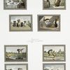 Christmas and New Year cards depicting human behavior in cats and frogs : singing, dining and playing the cello and flute.
