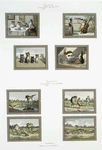 Christmas and New Year cards depicting human behavior in cats and frogs : singing, dining and playing the cello and flute.