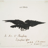 Le corbeau (ex-libris).