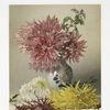 Chrysanthemum and Vase.
