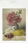Chrysanthemum and Vase.