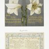 Easter cards depicting flowers, with poetry.