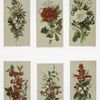 Prints depicting flowers.