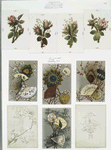 Christmas, New Year, birthday, and Valentine cards depicting flowers, feathers, and decorative fans.