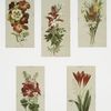 Art study with depictions of flowers.