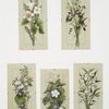 [Cards with botanical illustrations.]