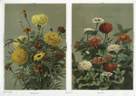 Prints depicting marigolds and zinnias.