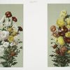 Prints depicting flowers.
