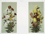 Prints depicting flowers.