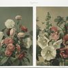 Prints depicting flowers.